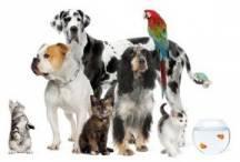 various pets